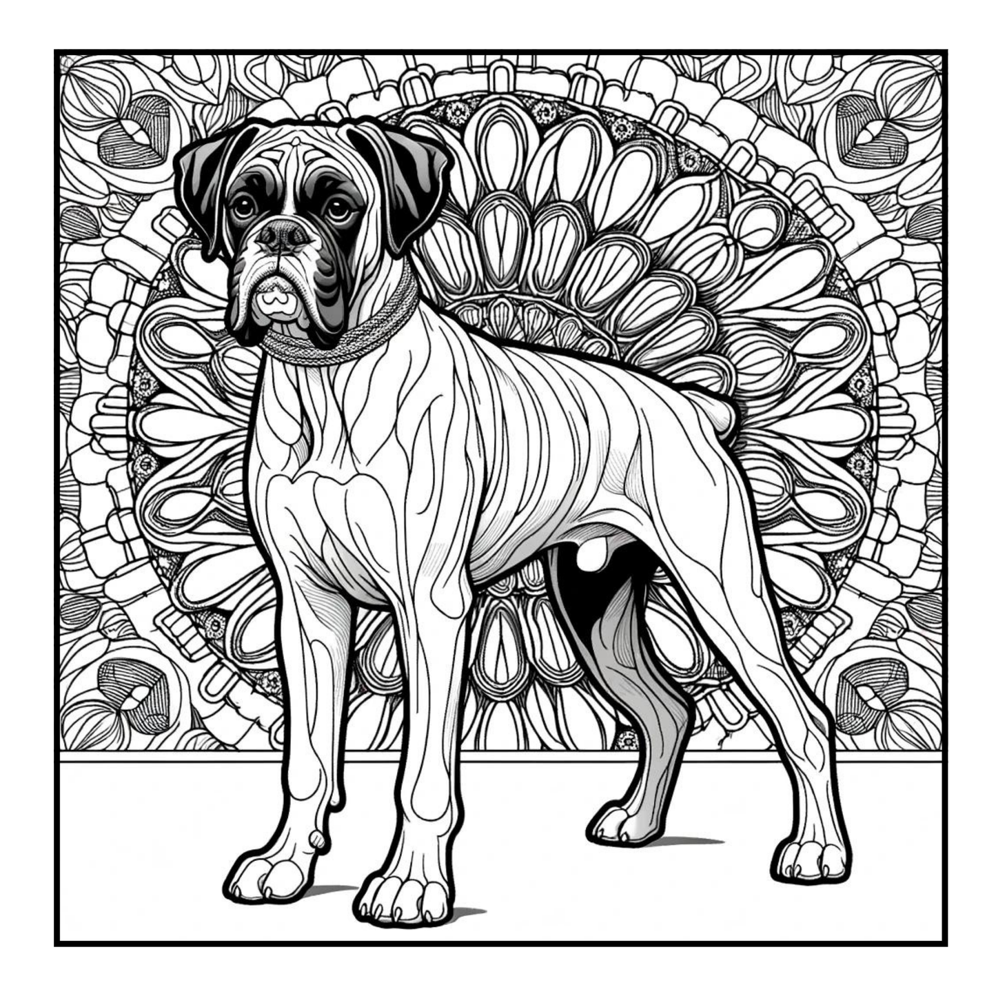 Boxer - Adult Coloring Book